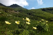 13 Pulsatilla alpina sulfurea